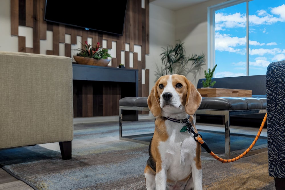 soka suites dallas las colinas