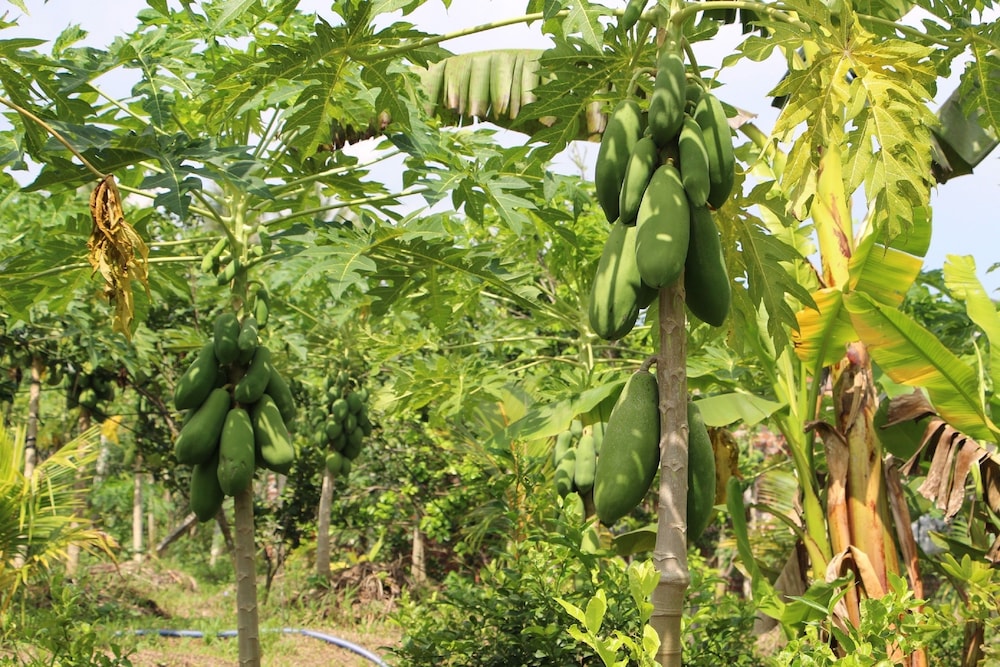 gite nam hien mekong