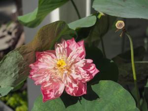 babylon garden condotel