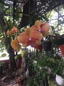 new destination hoi an homestay