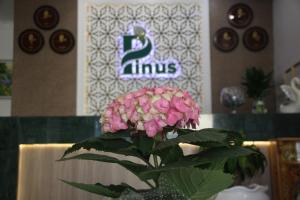 pinus hotel