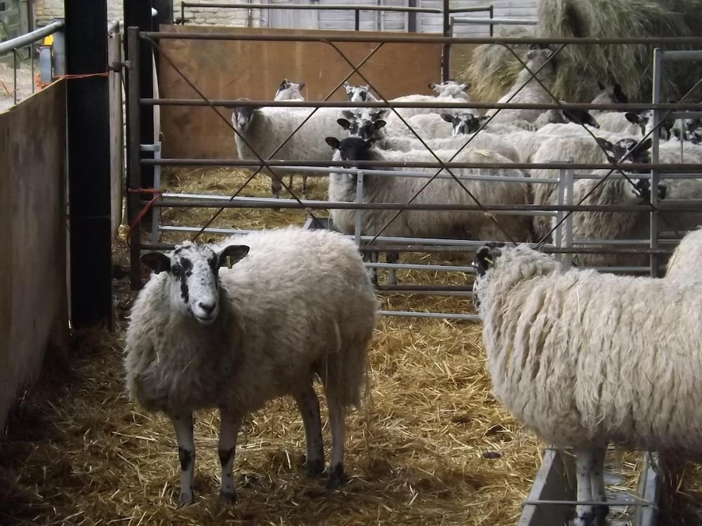 pear tree farm bandb