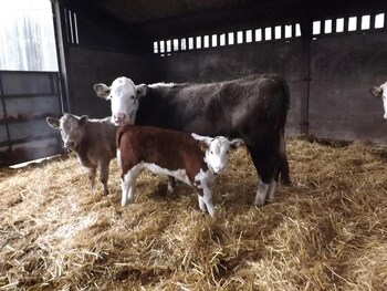 pear tree farm bandb