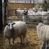 pear tree farm bandb