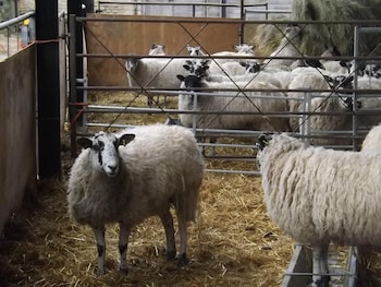 pear tree farm bandb