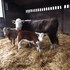 pear tree farm bandb