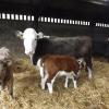 pear tree farm bandb