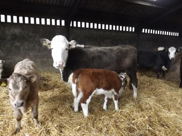 pear tree farm bandb