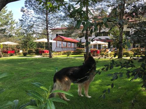 pinar kir evi