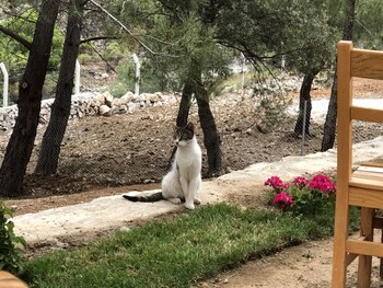 durusu ciftlik evleri