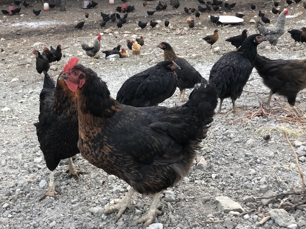 durusu ciftlik evleri
