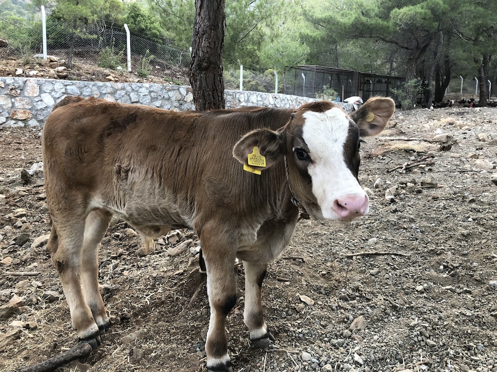 durusu ciftlik evleri