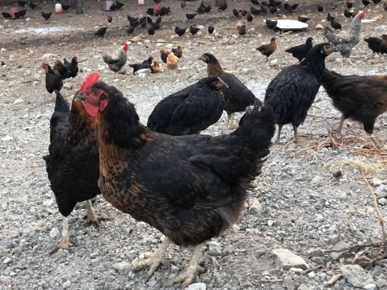 durusu ciftlik evleri