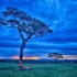 serengeti