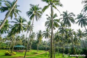 teak town
