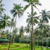 teak town