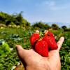 dv inns farmvilla besides strawberry farms