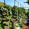 dv inns farmvilla besides strawberry farms