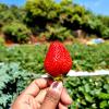 mahabaleshwar