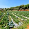 mahabaleshwar