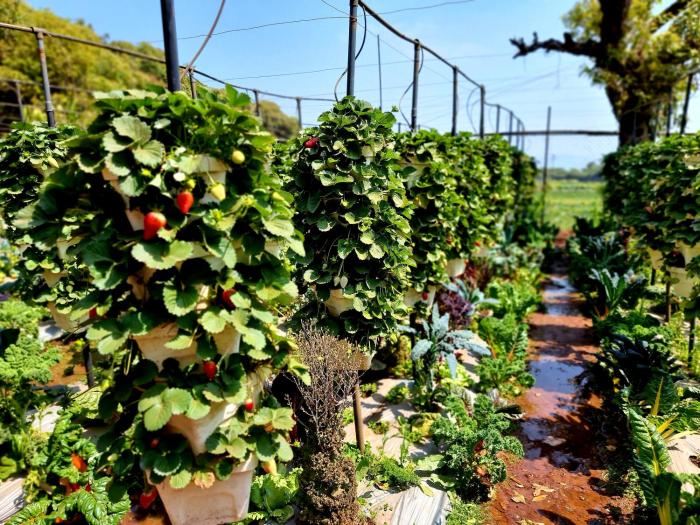 dv inns farmvilla besides strawberry farms