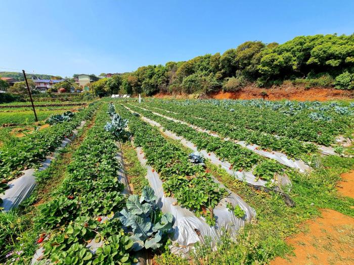 mahabaleshwar