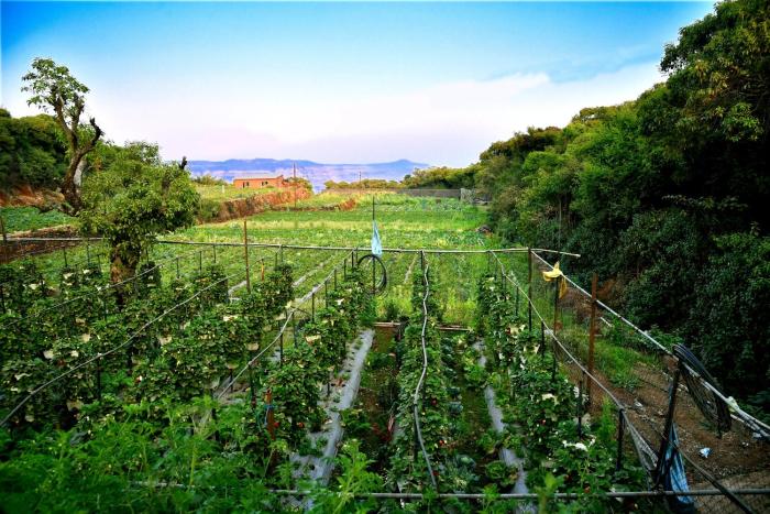 dv inns farmvilla besides strawberry farms