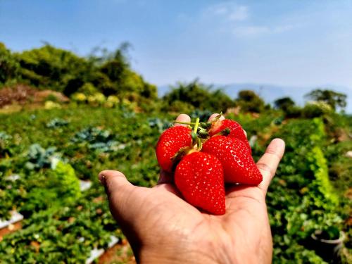dv inns farmvilla besides strawberry farms