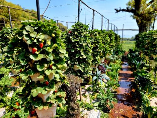 dv inns farmvilla besides strawberry farms