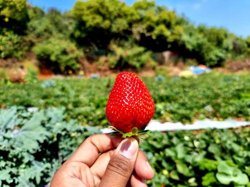 mahabaleshwar