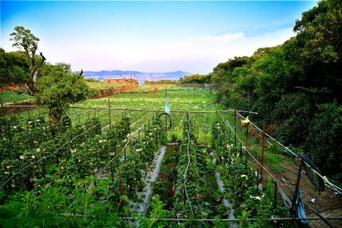 mahabaleshwar