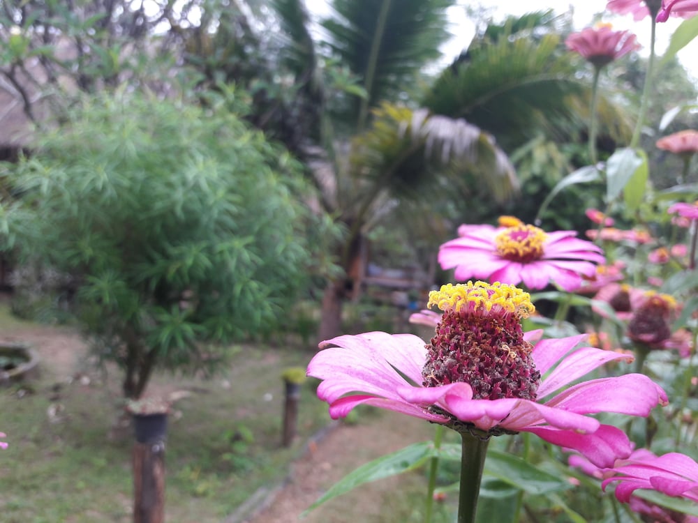 nusha homestay