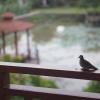 thaihome resort