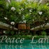 peace land khaosan