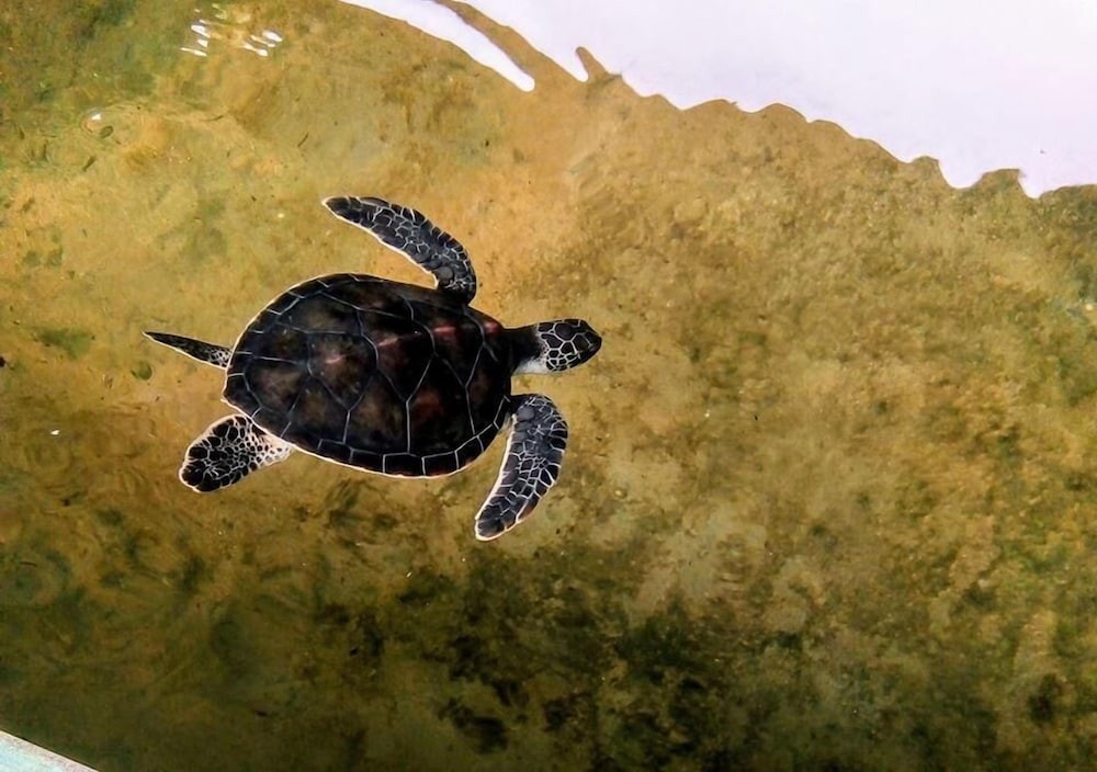 tasheema beach resort