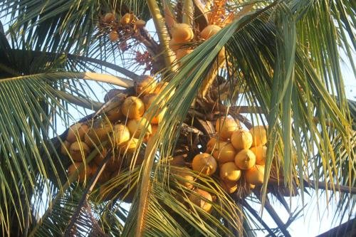 negombo