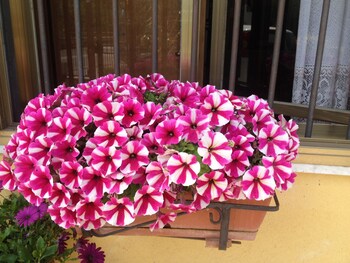 bandb il giardino sul mare