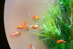 hotel eldia luxury kobe adult only