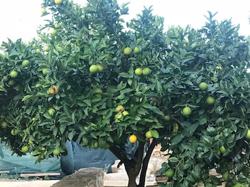 san vito dei normanni