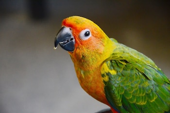 arangala forest lodge