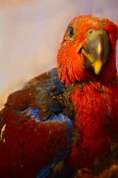 arangala forest lodge