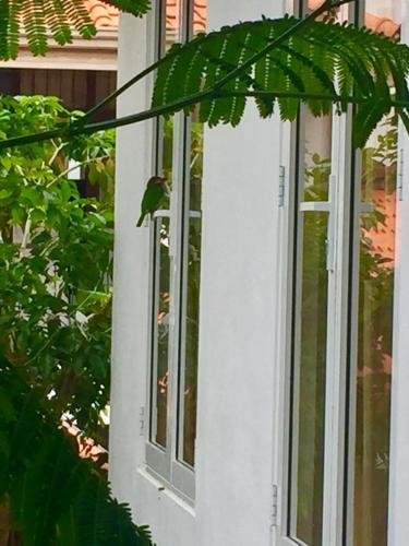 green boutique villa