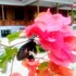 rumah olat