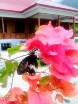 rumah olat