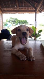 moalboal