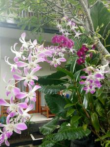 suryadina guest house