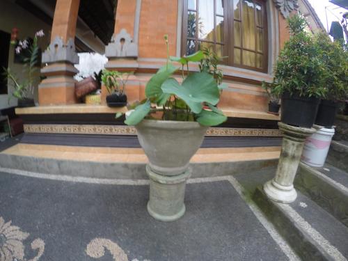 pancer house