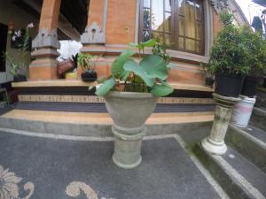 pancer house