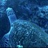 morotai island