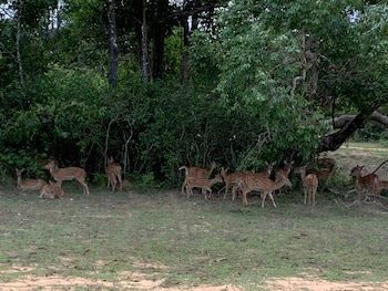 seth dev lagoon chalets kalpitiya